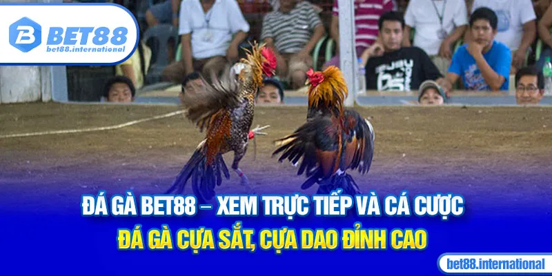 Đá Gà BET88 - Xem trực tiếp và cá cược đá gà cựa sắt, cựa dao đỉnh cao