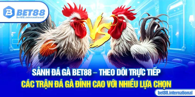 Sảnh Đá Gà BET88 - Theo dõi trực tiếp các trận đá gà đỉnh cao với nhiều lựa chọn