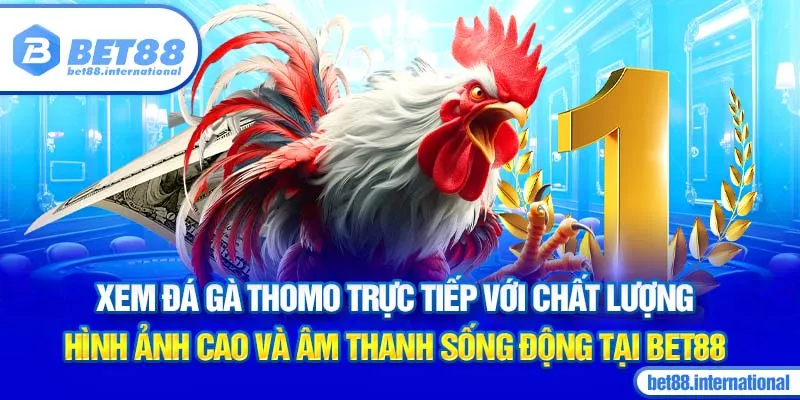 Xem đá gà Thomo trực tiếp với chất lượng hình ảnh cao và âm thanh sống động tại BET88